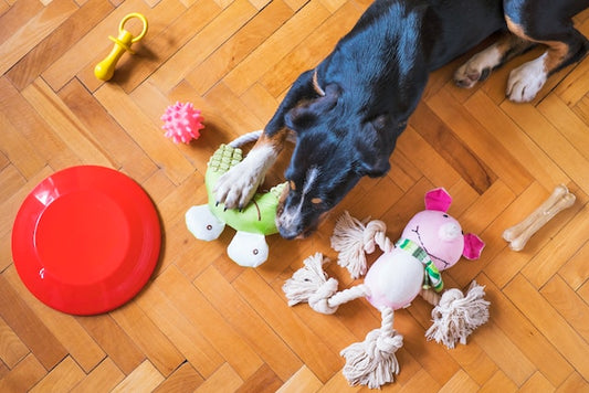 Choosing a  pet toy: Your ultimate Guide