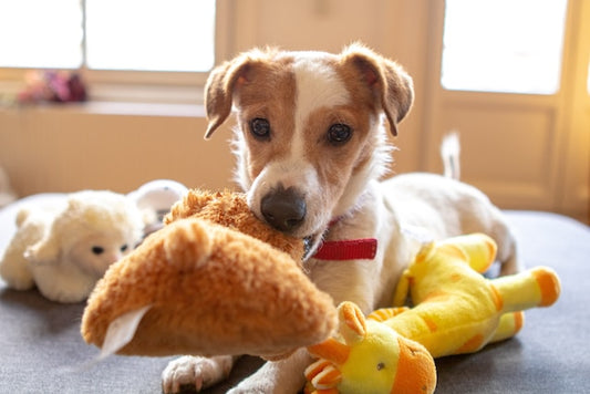 Find the perfect pet toys for your furry firends