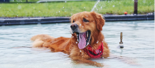 get your pets summer ready with pet supplies and all pet essentials at woomeo