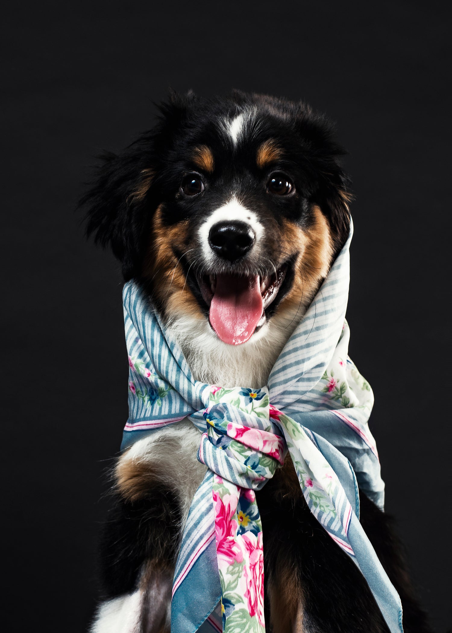 woomeo petsupplies dog cute scarf 